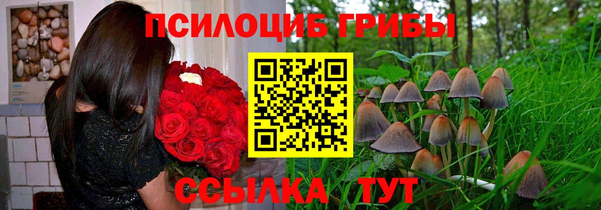 Избербаш  Псилоцибиновые грибы Cubensis  Вход с VPN 